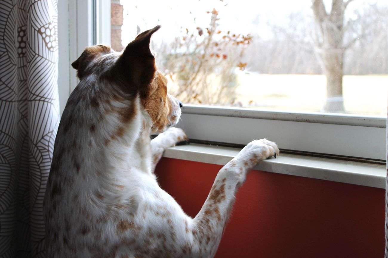 Free dog looking out image